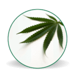 feuille cannabis CBD en Alsace